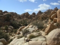 Joshua Tree NP